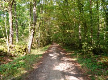 Trail Walking Cerelles - Cérelles - Circuits 2 puis 1 - 18.9km 255m 4h05 - 2020 09 11 - Photo
