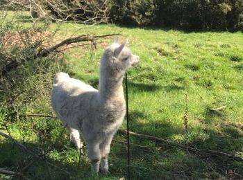 Tocht Stappen Larmor-Baden - Lamor baden - Photo