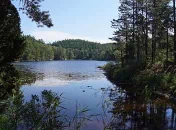 Percorso A piedi Sconosciuto - Risvedenspåret - Photo