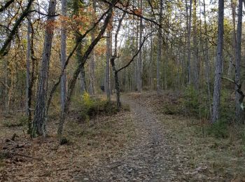 Trail Walking Manosque - 1Le tour de la forêt de Pelicier - Photo