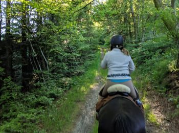 Trail Horseback riding Arfons - arfon4 - Photo