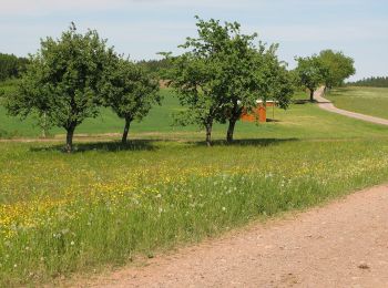 Tocht Te voet Mühlenbach - Panoramaweg Mühlenbach große Runde - Photo