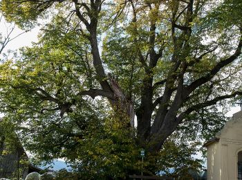 Tour Zu Fuß Schäffern - Rundwanderweg vom Berghotel Ocherbauer (blau) - Photo