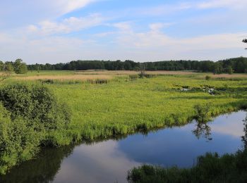 Tocht Te voet Schlepzig - Naturlehrpfad Buchenhain - Photo