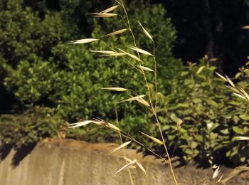 Tour Wandern Remoulins - soubeyranne nocturne 2  - Photo