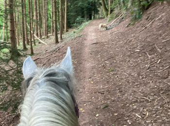 Trail Horseback riding Saint-Quirin - Rocher du diable Yoigo et Joyeux en main - Photo