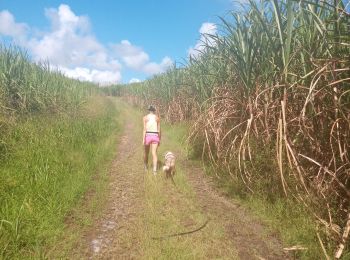 Trail Walking Rivière-Salée - Lapalun cannes à sucre - Photo