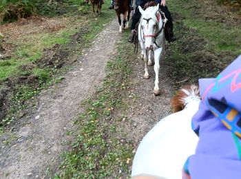 Trail Horseback riding Gedinne - chinés bridge - Photo