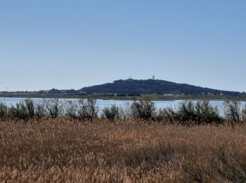 Excursión Bici de montaña Agde - Blagnas - Photo