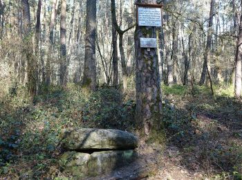 Tocht Te voet Dormitzer Forst - Wanderweg Rund um Unterschöllenbach - Photo