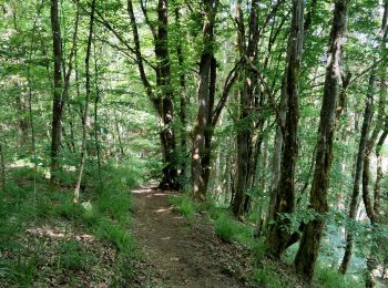 Trail Walking Esch-sur-Sûre - Promenade au lac de la Haute-Sûre   - Photo