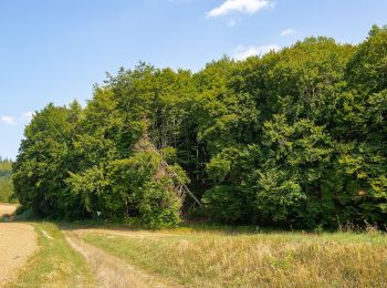 Tour Zu Fuß Warburg - Rundwanderweg 