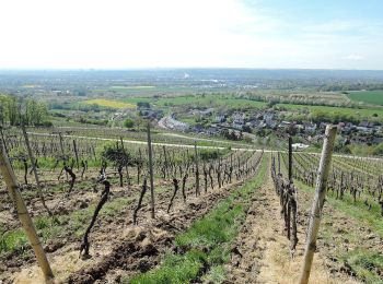 Randonnée A pied Inconnu - Rheinsteig-Zuweg Dotzheim - Photo