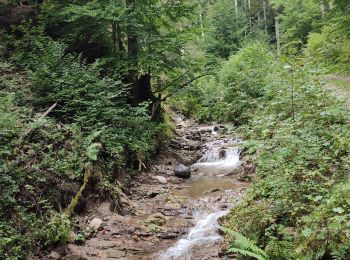 Trail Walking Gemeinde Scheffau am Wilden Kaiser - Hintersteinersee - Photo