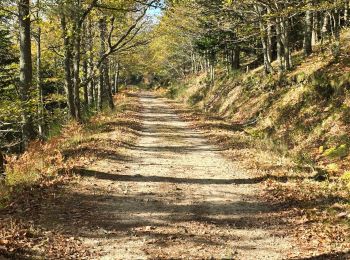 Tour Wandern Pélussin - boucle de la croix de Montvert  - Photo