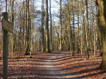 Randonnée A pied Eutin - Dodauer Forst-Route - Lang - Photo