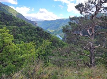 Randonnée Marche Gorges du Tarn Causses - les vignes  - Photo