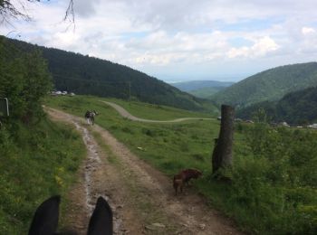 Trail Horseback riding Buhl - Buhl - Firstacker (boucle) - Photo