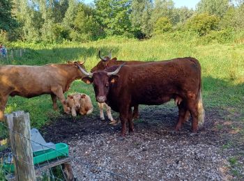 Tocht Stappen Ardres - Ardres 11 Juillet 2024 Matin - Photo