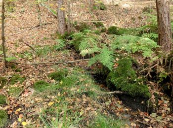 Percorso A piedi Neudrossenfeld - Verbindungsweg Weinreichgrab-Weinreichstein - Photo