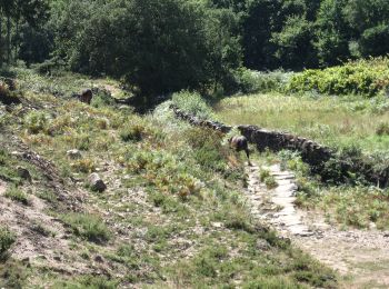 Trail On foot Arga (Baixo, Cima e São João) - Trilho da Pedra Alçada - Photo