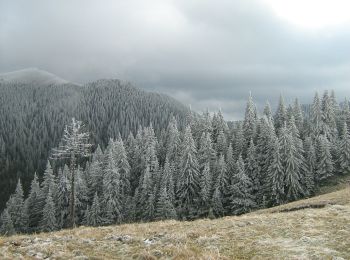 Randonnée A pied  - Semimaraton Ciucaș - Photo