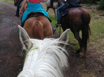 Trail Horseback riding Vacqueville - vacqueville chez Heidi bertrichamp  - Photo