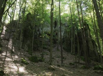 Percorso A piedi Illschwang - Illschwang Wanderweg 5 - Photo