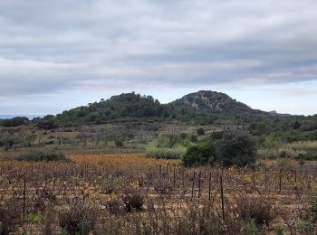 Trail Walking Saint-André-de-Roquelongue - roquelongue - Photo