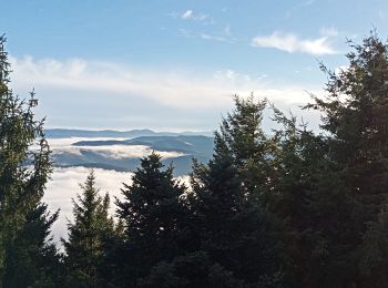 Tocht Stappen Urbeis - La Climontaine - Steige - Climont - Photo