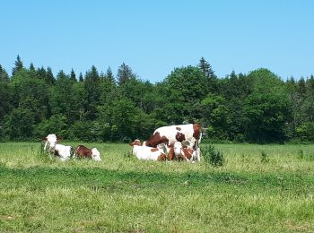 Randonnée Marche Arbois - la reculée des planches arbous - Photo