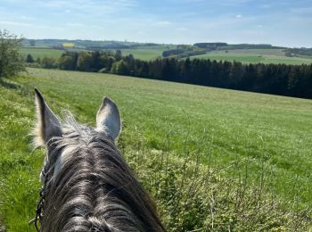 Trail Horseback riding Bastogne - Luxembourg  - Photo