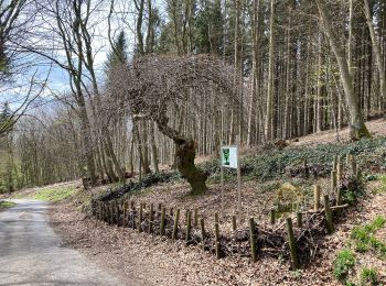 Trail On foot Bad Oeynhausen - Zuweg von Bad Oeynhausen zum Wittekingsweg - Photo