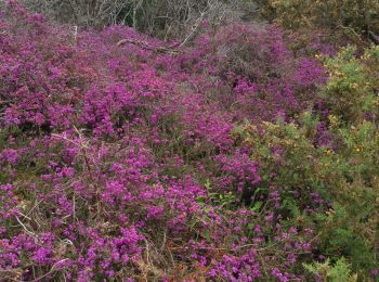 Tour Wandern Plobannalec-Lesconil - erreur - Photo