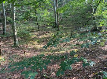 Randonnée Marche nordique Saint-Étienne-au-Mont - Ecault  - Photo