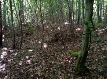 Randonnée A pied Binau - Rundwanderweg Binauer Forst 3: Rotenberg-Weg - Photo