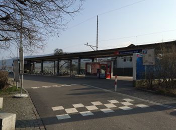 Percorso A piedi Niederweningen - Niederringen Dorf - Neerach - Photo