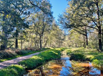 Tocht Stappen Bilzen - munsterbos-startplaats-munsterbilzen-dorp-rood - Photo