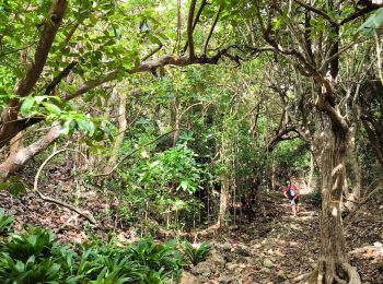 Tour Wandern Capesterre-de-Marie-Galante - Guadeloupe - Marie Galante - Les Galeries - Photo