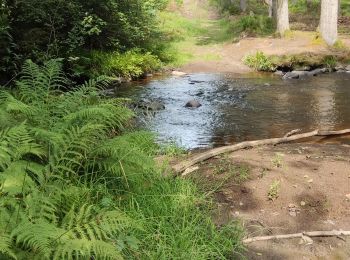 Trail Walking Gouvy - Bovigny - Photo