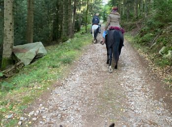 Trail Horseback riding Ban-sur-Meurthe-Clefcy - Fraize col bonhomme Tivio chez Delphine  - Photo