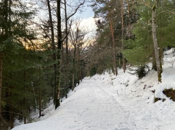 Tocht Stappen Wihr-au-Val - Marche dans la neige - Photo