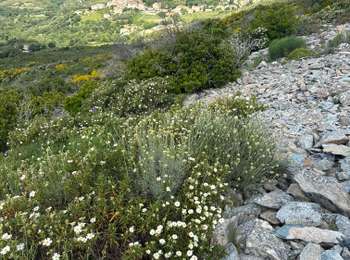 Trail Walking Olmeta-di-Tuda - OLMETA  - Photo