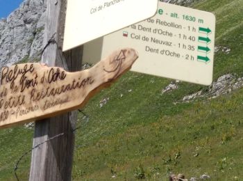 Randonnée Marche nordique Bernex - DENT D OCHE PAR PIC BOLLE  - Photo