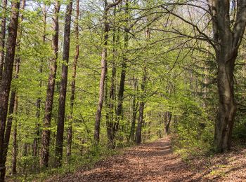 Tocht Te voet Königstein - Rundweg Königstein – Ossinger - Photo