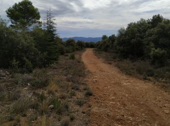 Tocht Stappen Draguignan - le malmont Draguignan - Photo