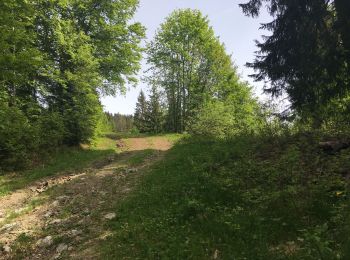 Trail Walking Verchaix - Exploration ratée Molliex Moussion - Photo