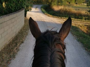 Trail Horseback riding Fronton - Trec 2 finalisé - Photo