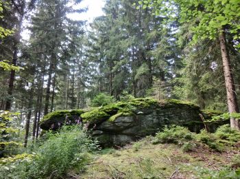 Percorso A piedi Fichtelberg - Fichtelberger Bergamtsweg - Photo