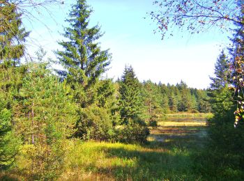 Excursión A pie Röslau - Rundwanderweg 4 Röslau - Photo